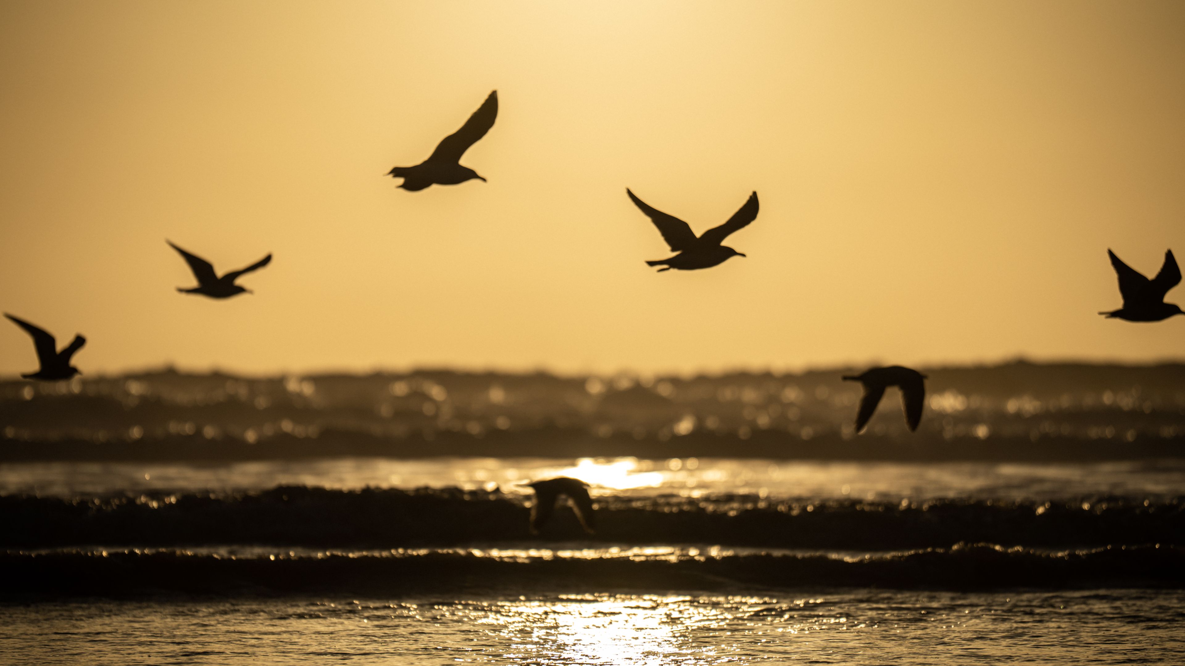 A group of silhouetted birds flies over a beach during a sunset with ocean waves below.