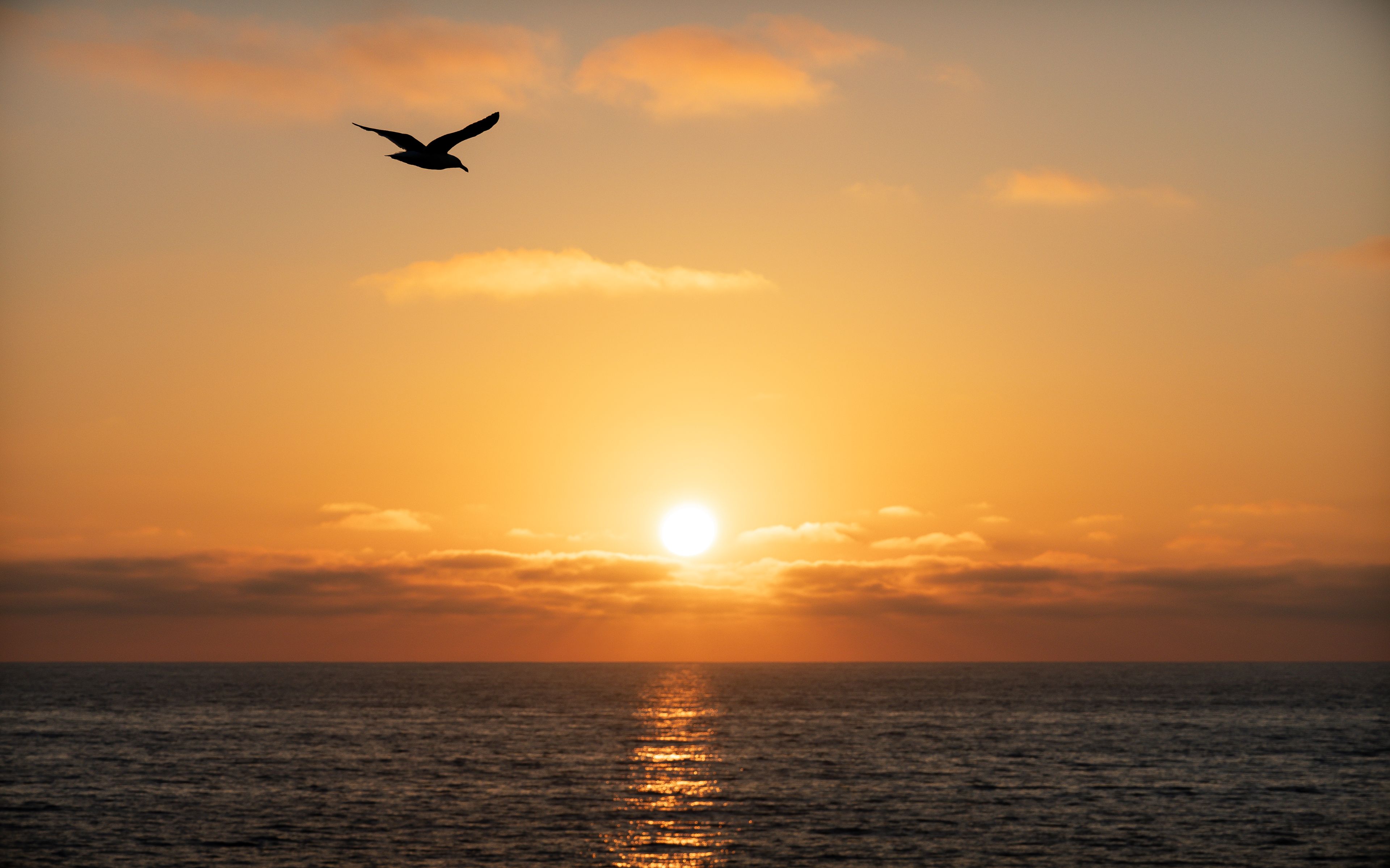 A bird soars above the ocean as the sun sets, casting orange hues across the sky.