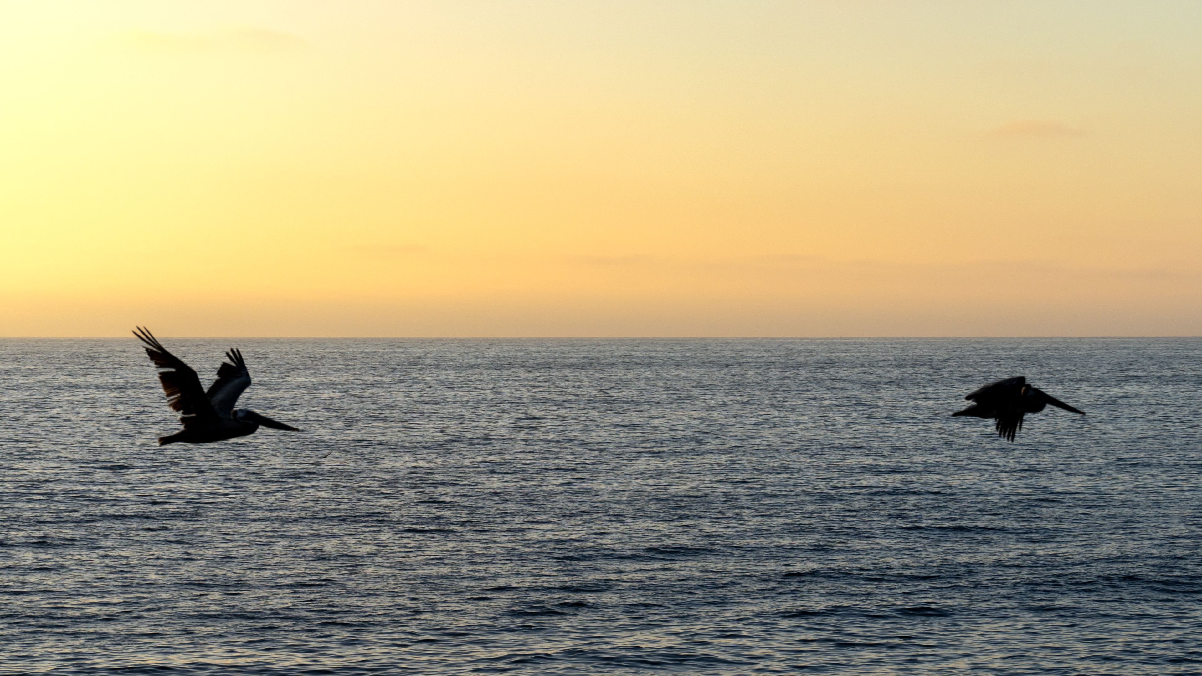 Two birds are flying over the ocean at sunset, with calm waters below and a gradient sky above.