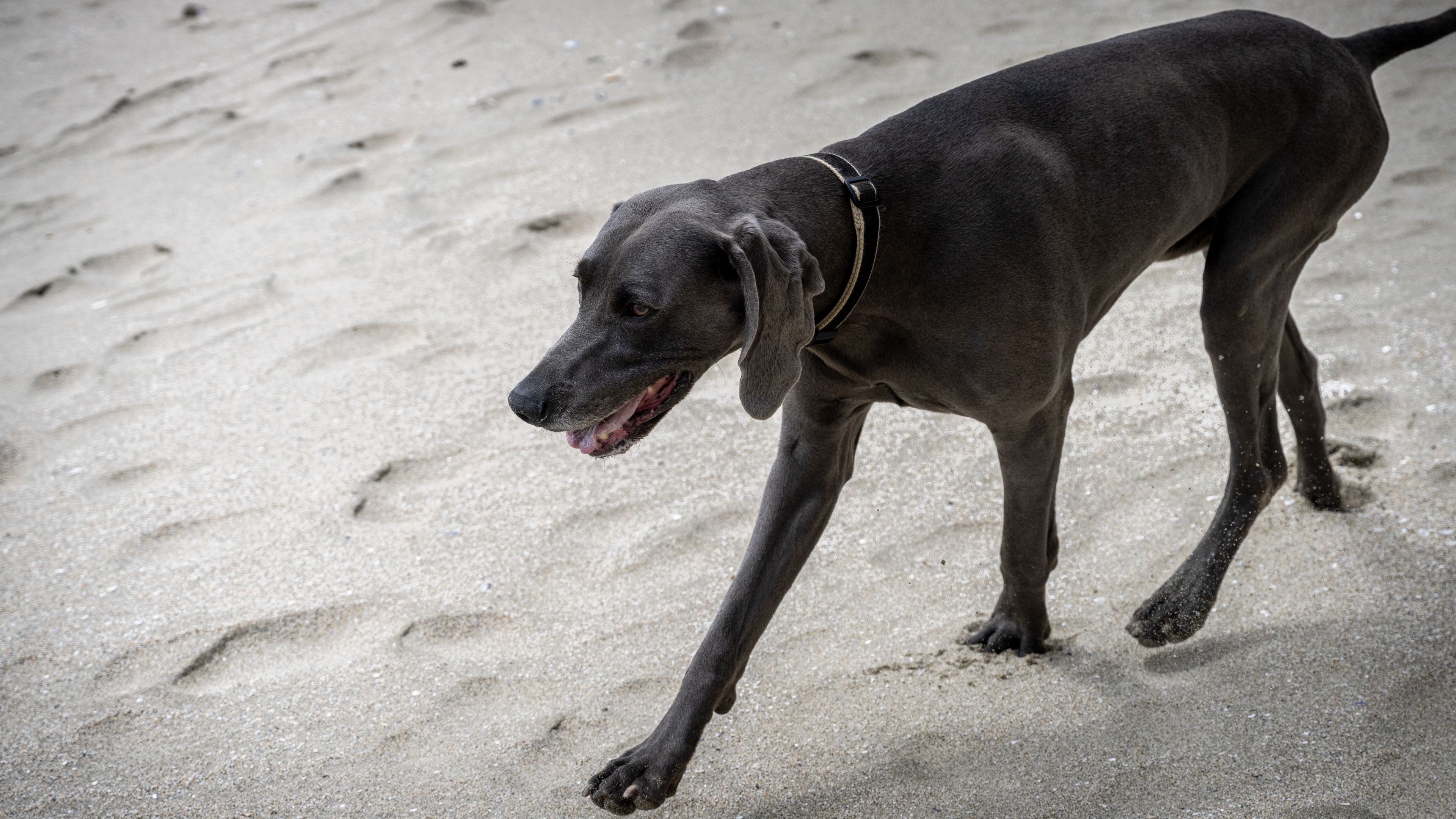 A gray dog walks along a sandy beach, leaving paw prints in the sand.