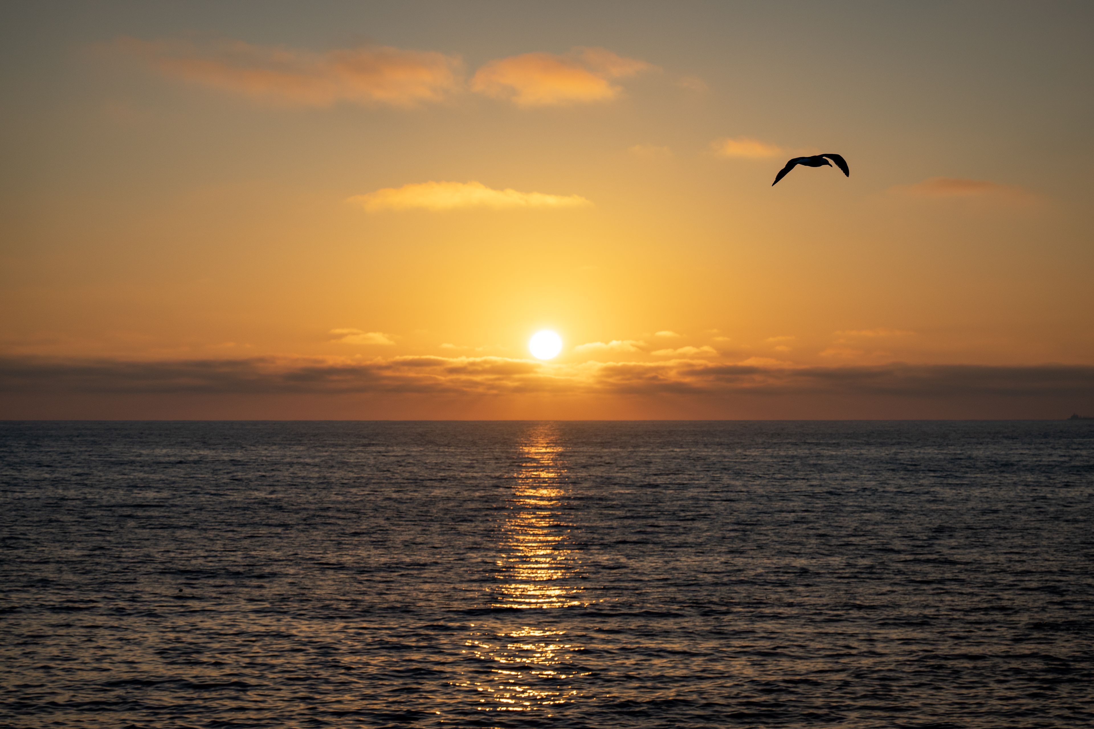 A bird flies across the horizon as the sun sets over the calm ocean waters.