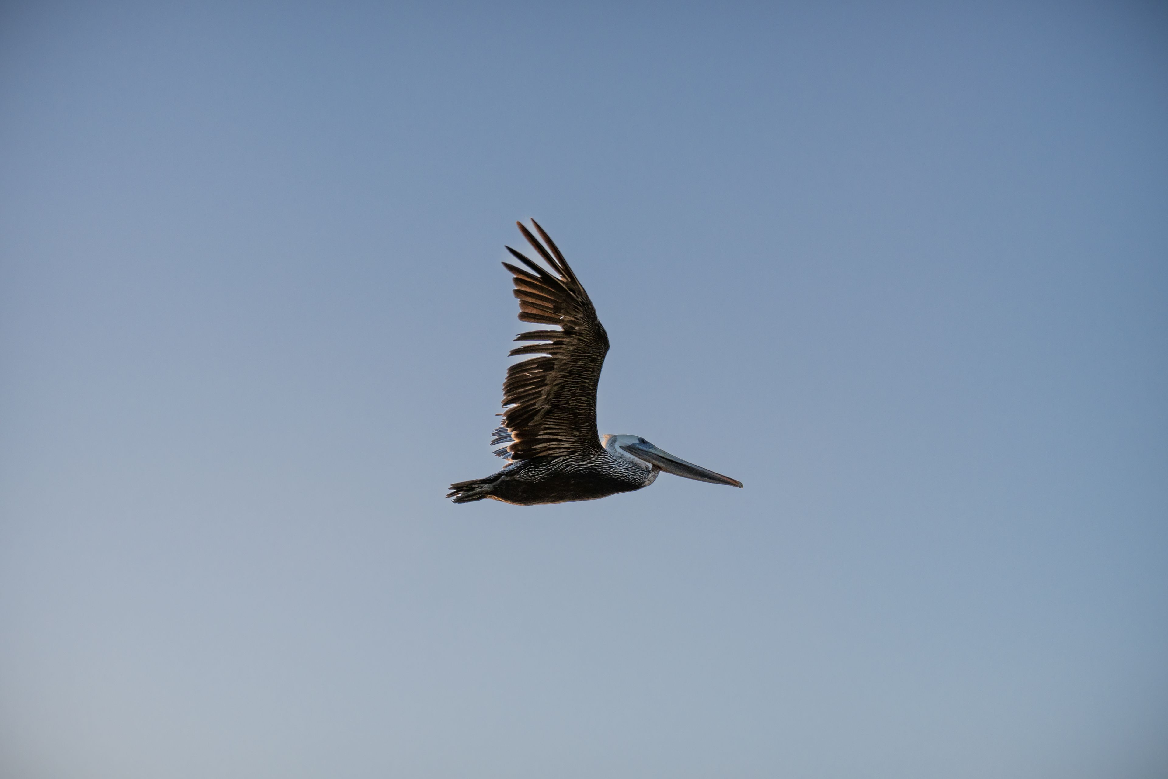 A pelican gliding against a clear blue sky.
