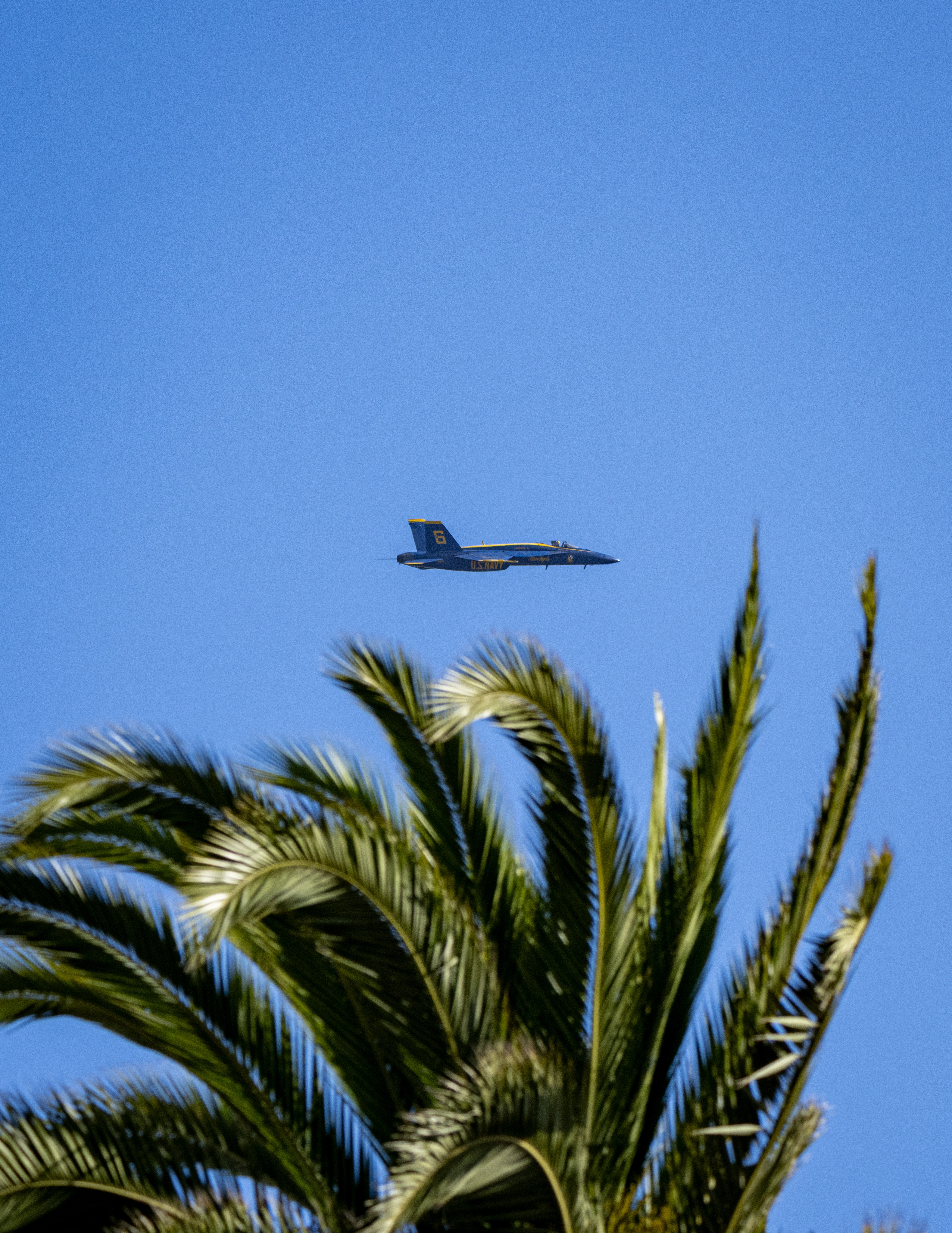 A Blue Angels jet crosses above palm fronds at the edge of the frame.