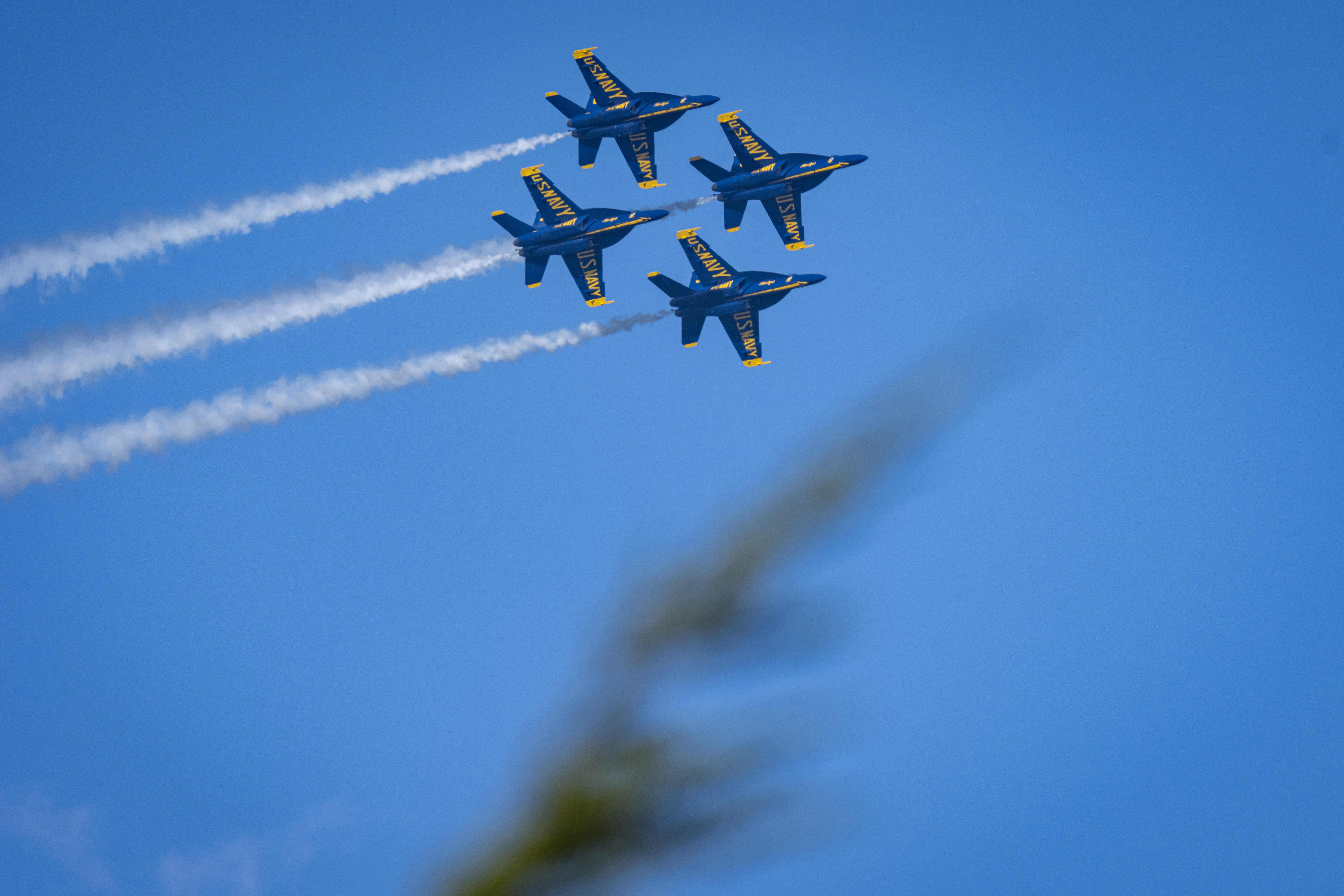 Blue Angels jets pass in the distance behind a blurred foreground branch.