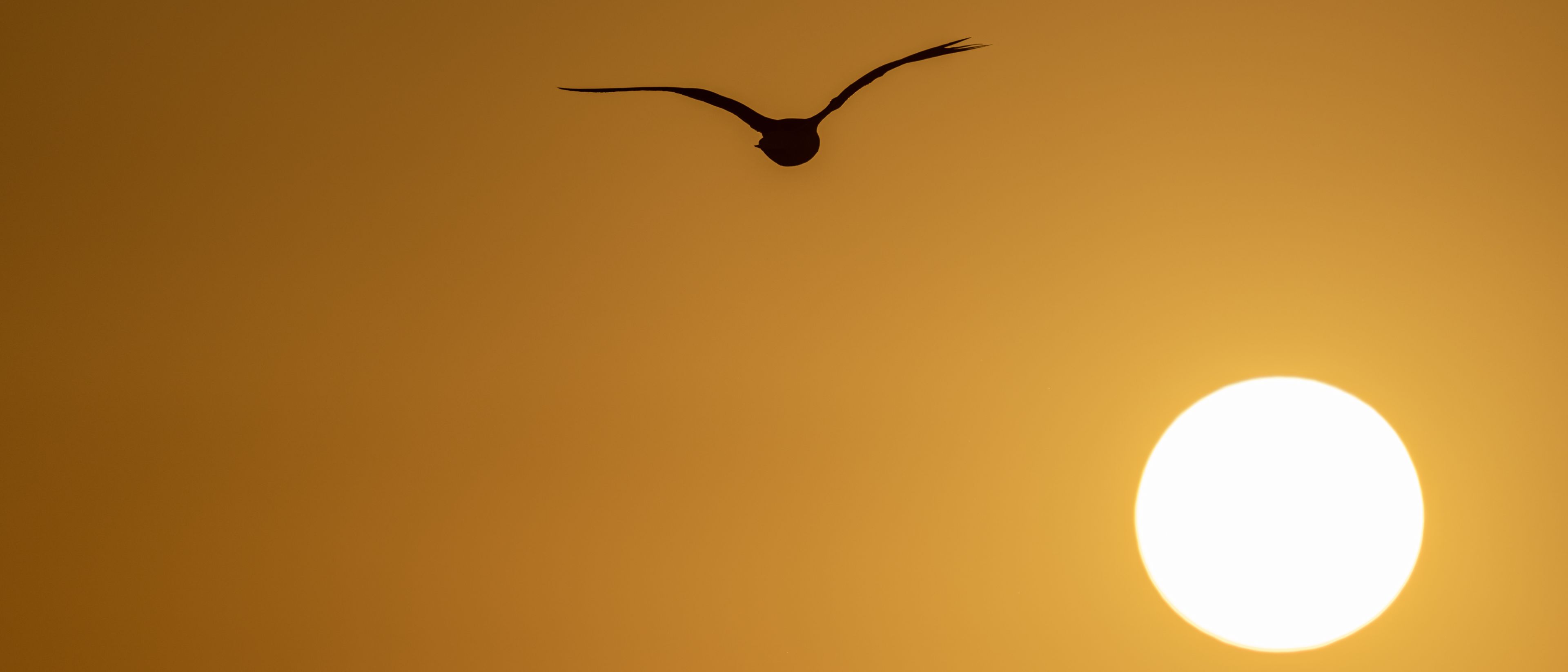A silhouette of a bird in flight against a large, bright sunset.