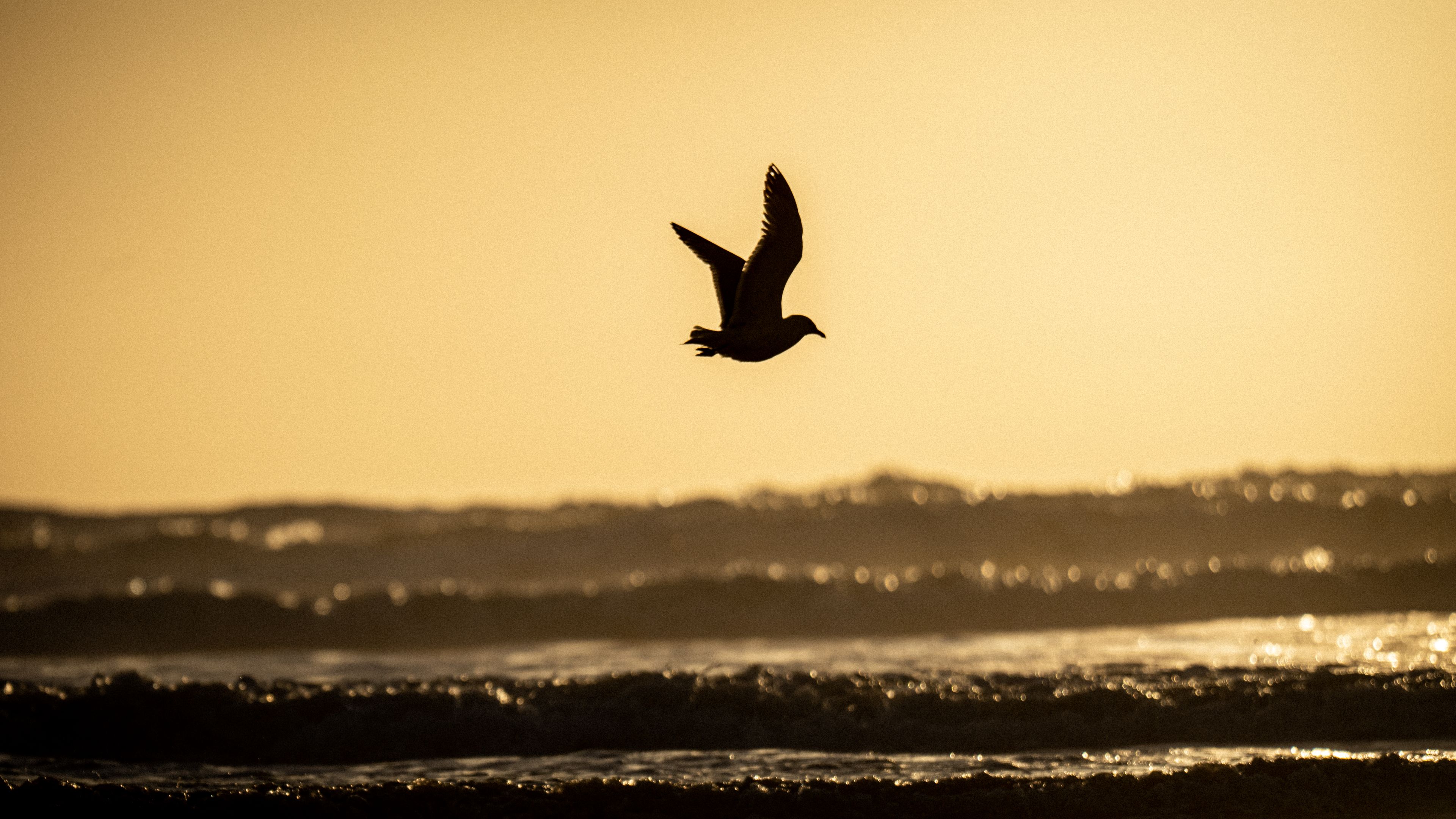 A bird flies above the ocean waves during sunset, with a golden sky in the background.