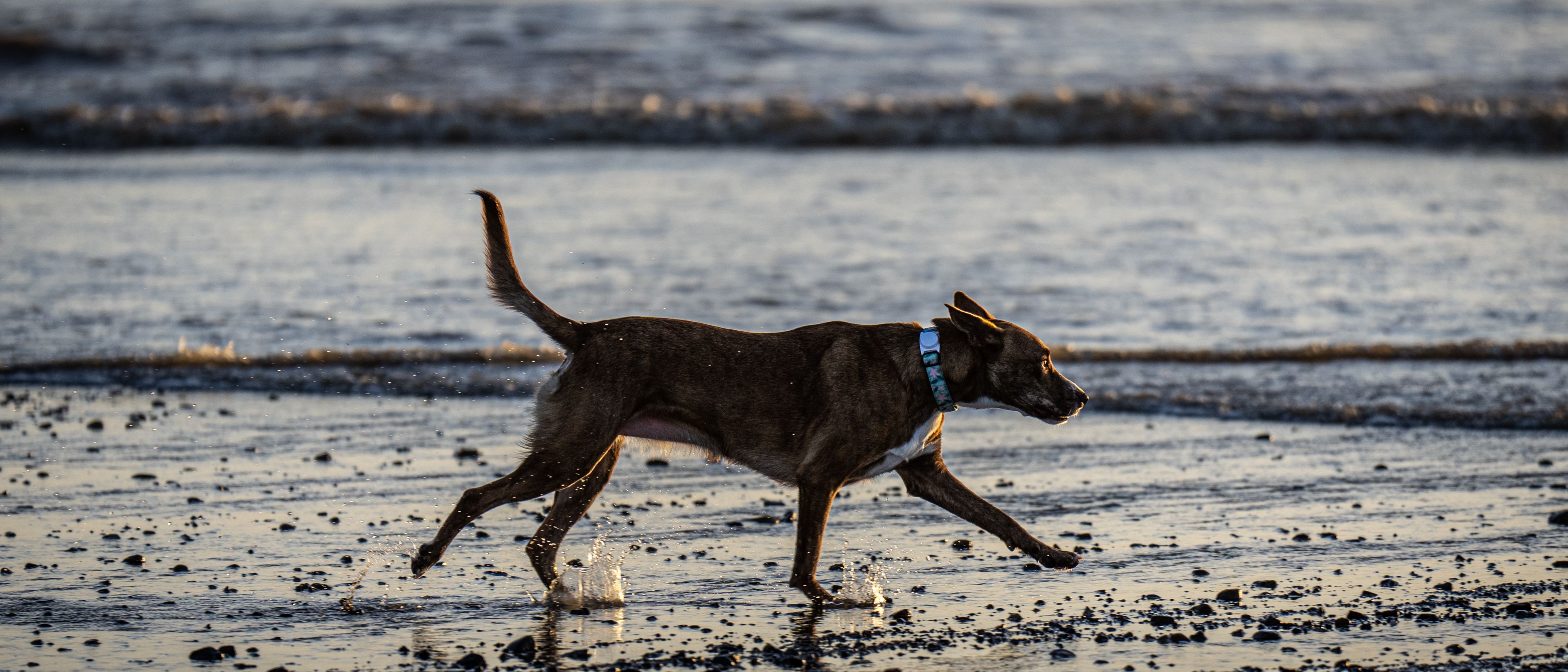 A dog walks on wet sand near the shoreline, splashing water around as it moves.