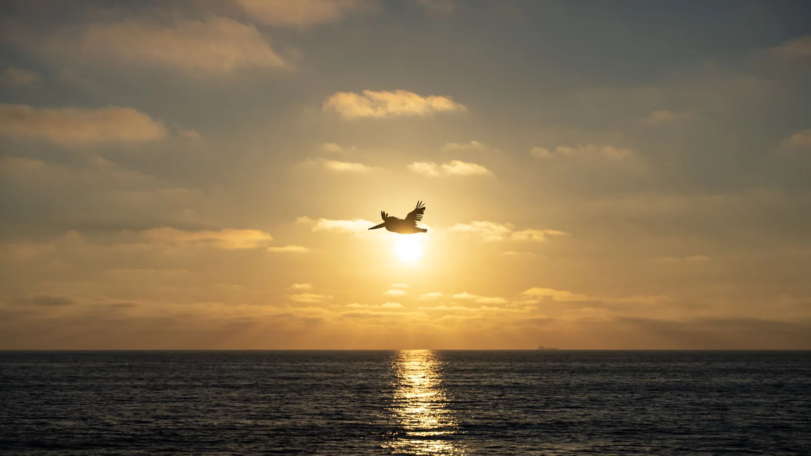 A silhouetted pelican crosses in front of the sun above the ocean, with a bright reflection extending across the water.