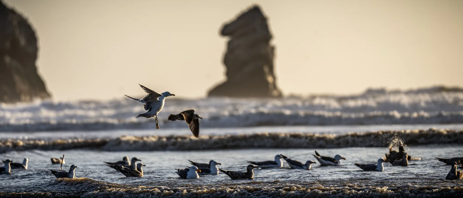 Two gulls lift above a group floating in the surf, with breaking waves and a dark sea stack behind them.