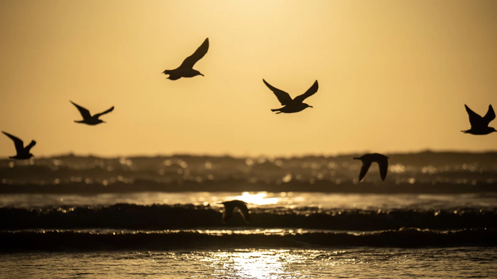 Silhouetted birds fly above ocean waves at sunset, with golden light reflecting across the water below.