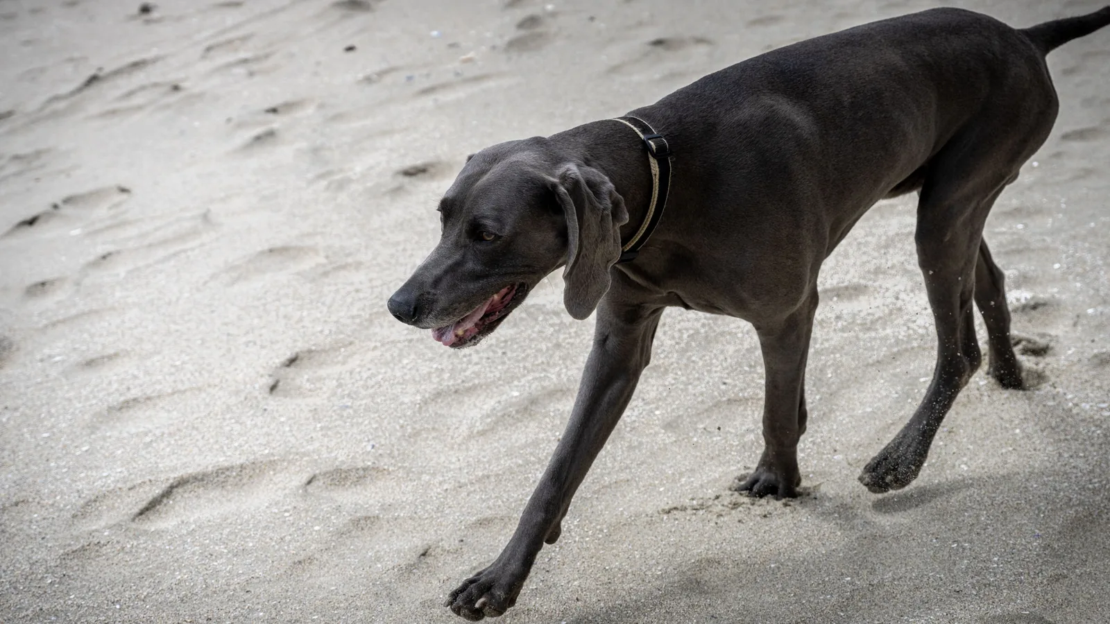 Dark-coated dog wearing a collar walks diagonally across pale beach sand, filling most of the frame.
