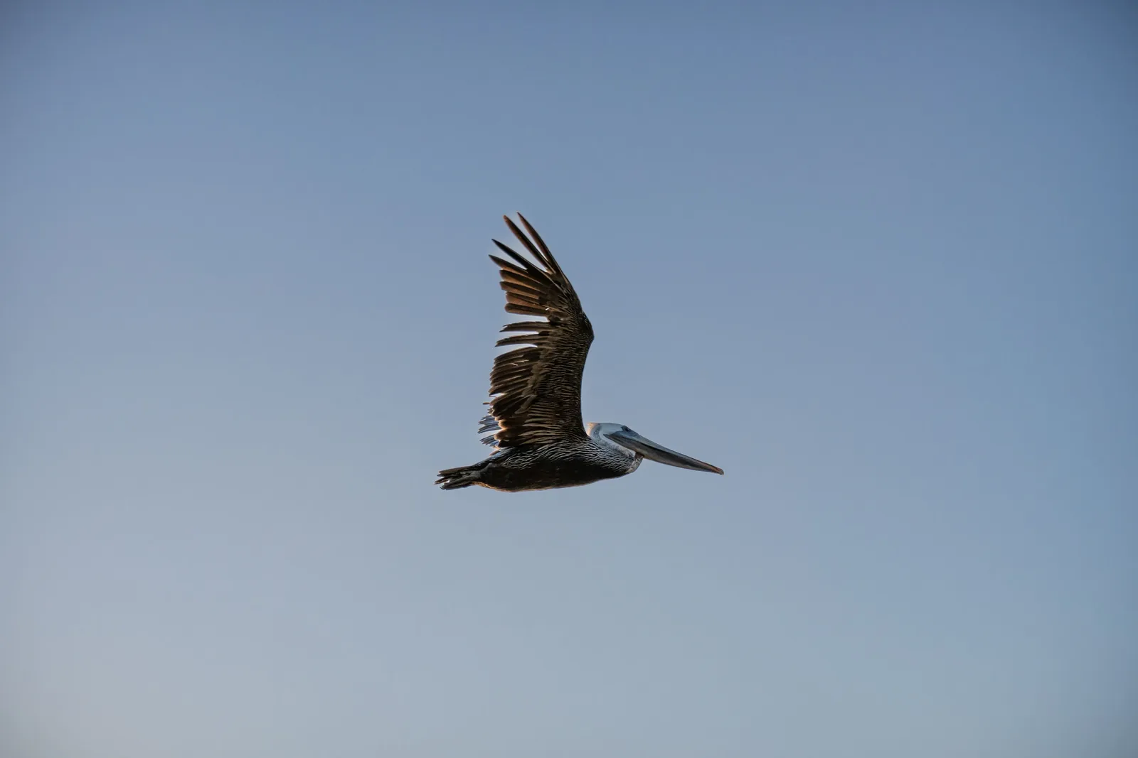 A pelican glides across a pale blue sky, its body horizontal and one wing lifted high.