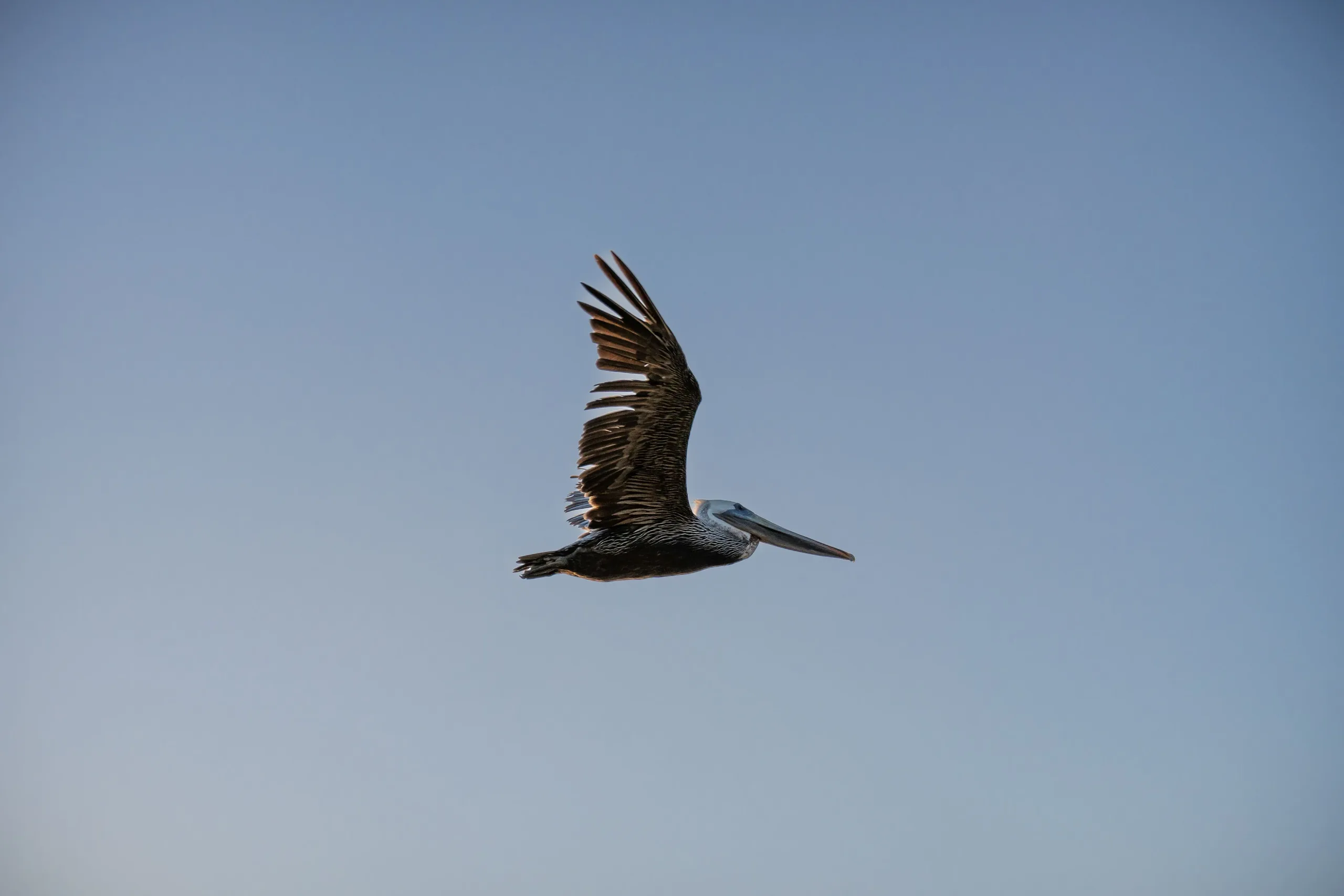 A pelican glides across a pale blue sky, its body horizontal and one wing lifted high.