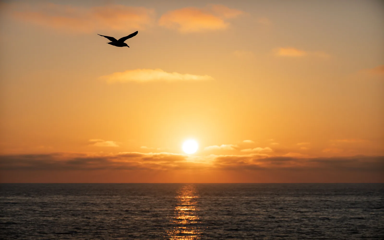 A silhouetted pelican flies above the ocean, with an orange sky, low sun, and reflection behind it.