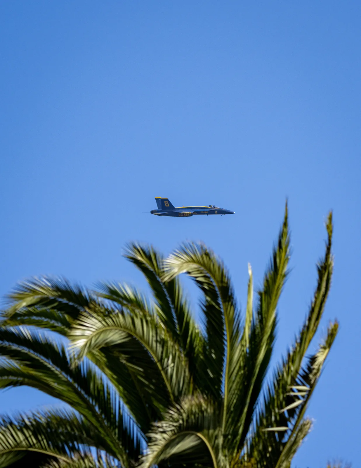 A Blue Angels jet crosses above palm fronds at the edge of the frame.