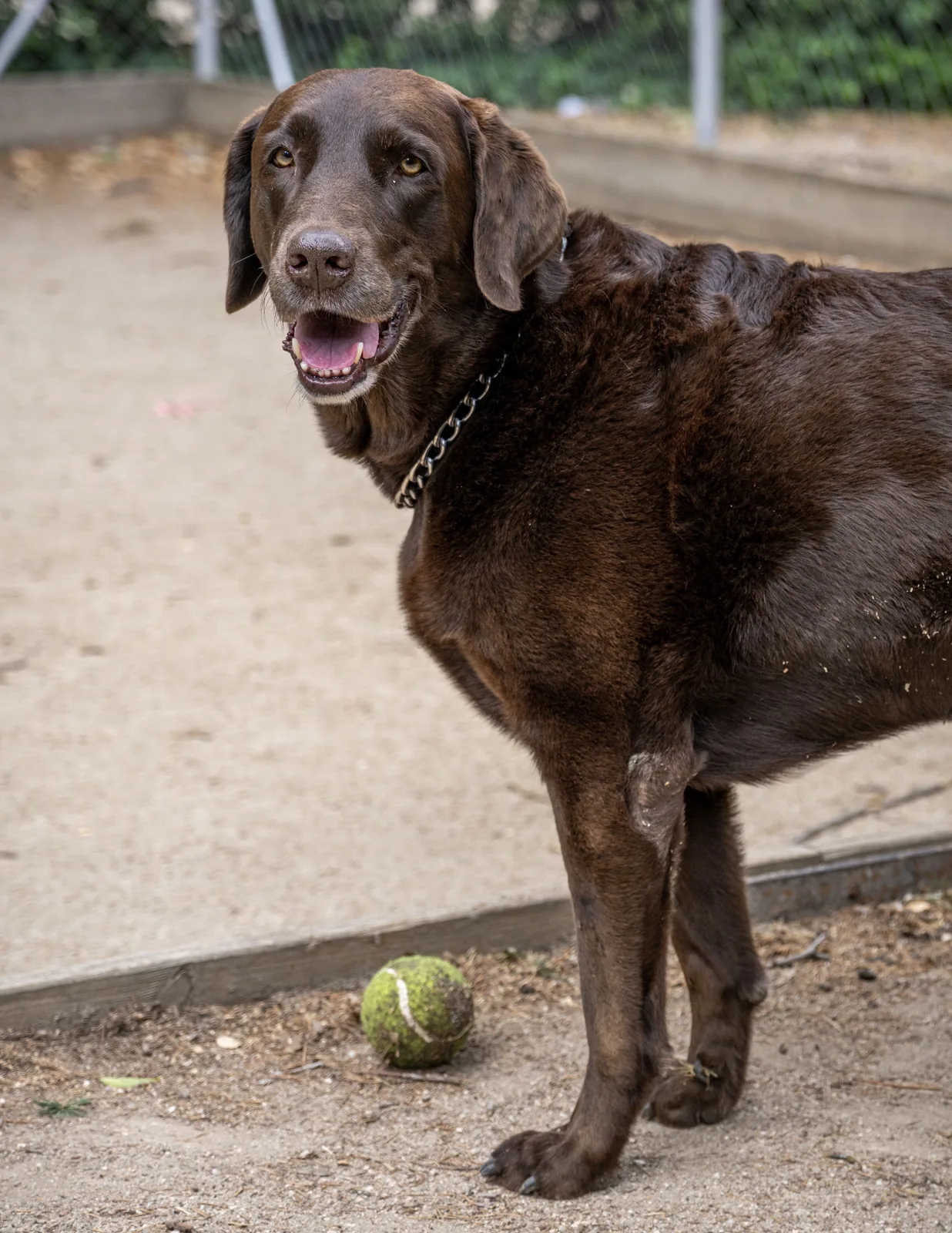 Brown dog wearing a chain collar stands on packed ground beside a worn green tennis ball, facing the camera.