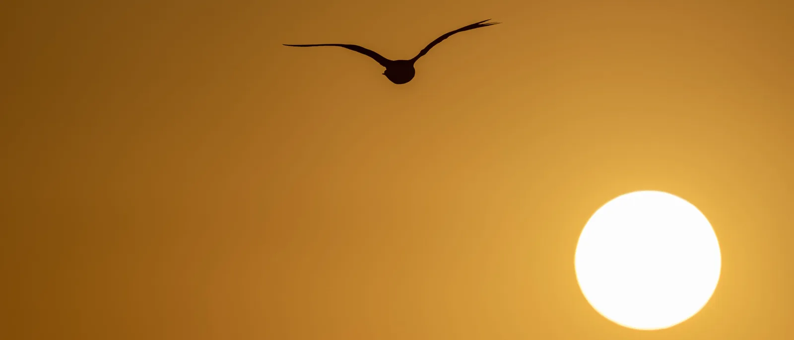 Single bird in silhouette flies above a large bright sun against an orange sky.
