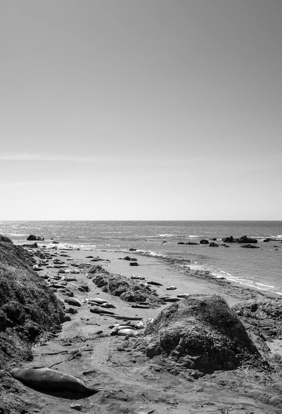 Black-and-white coastal view with numerous seals resting across a sandy beach between rocky banks and the ocean.