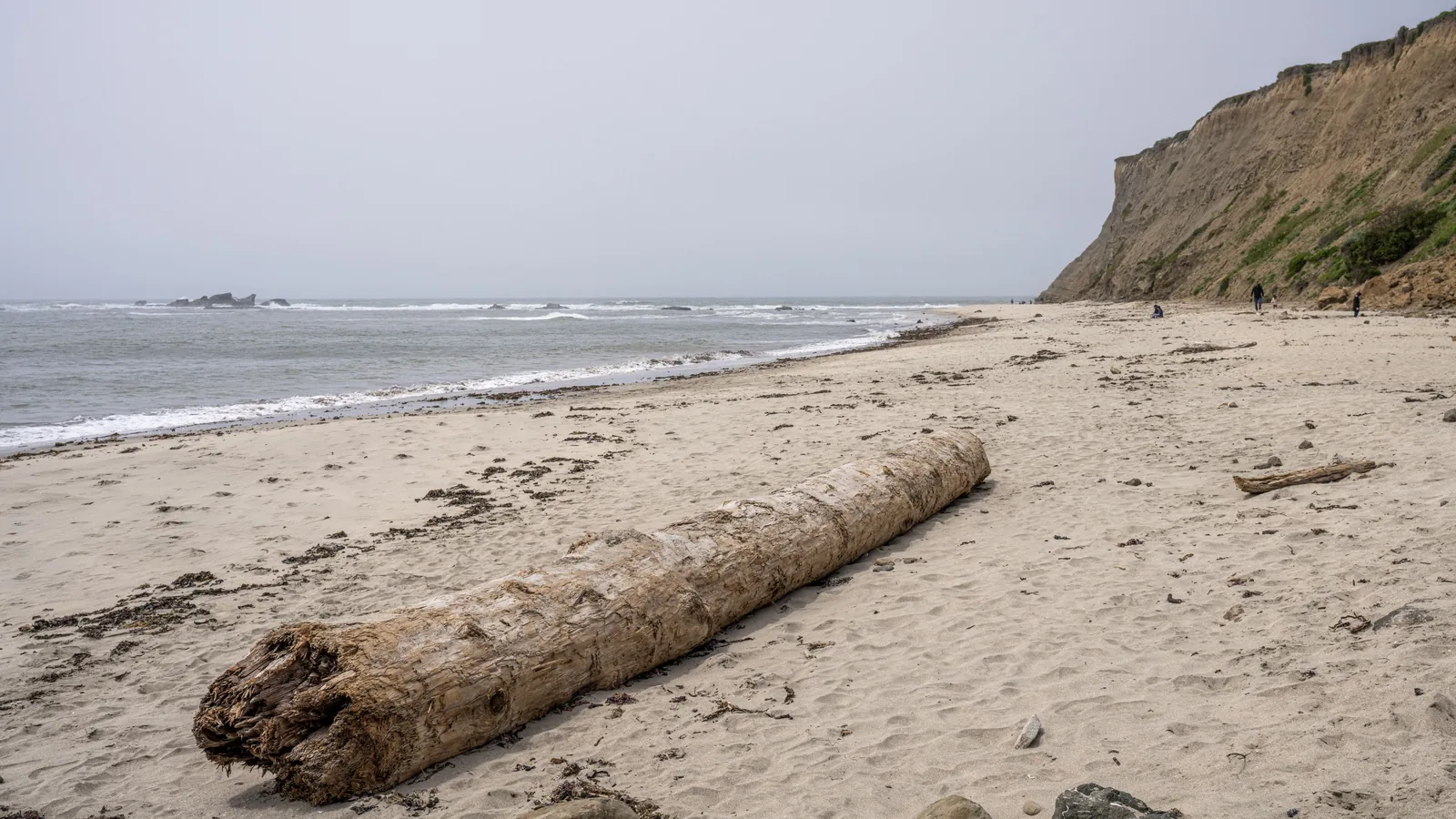 Large weathered tree trunk lies diagonally across a sandy beach, with waves, offshore rocks, a bluff, and distant people beyond.