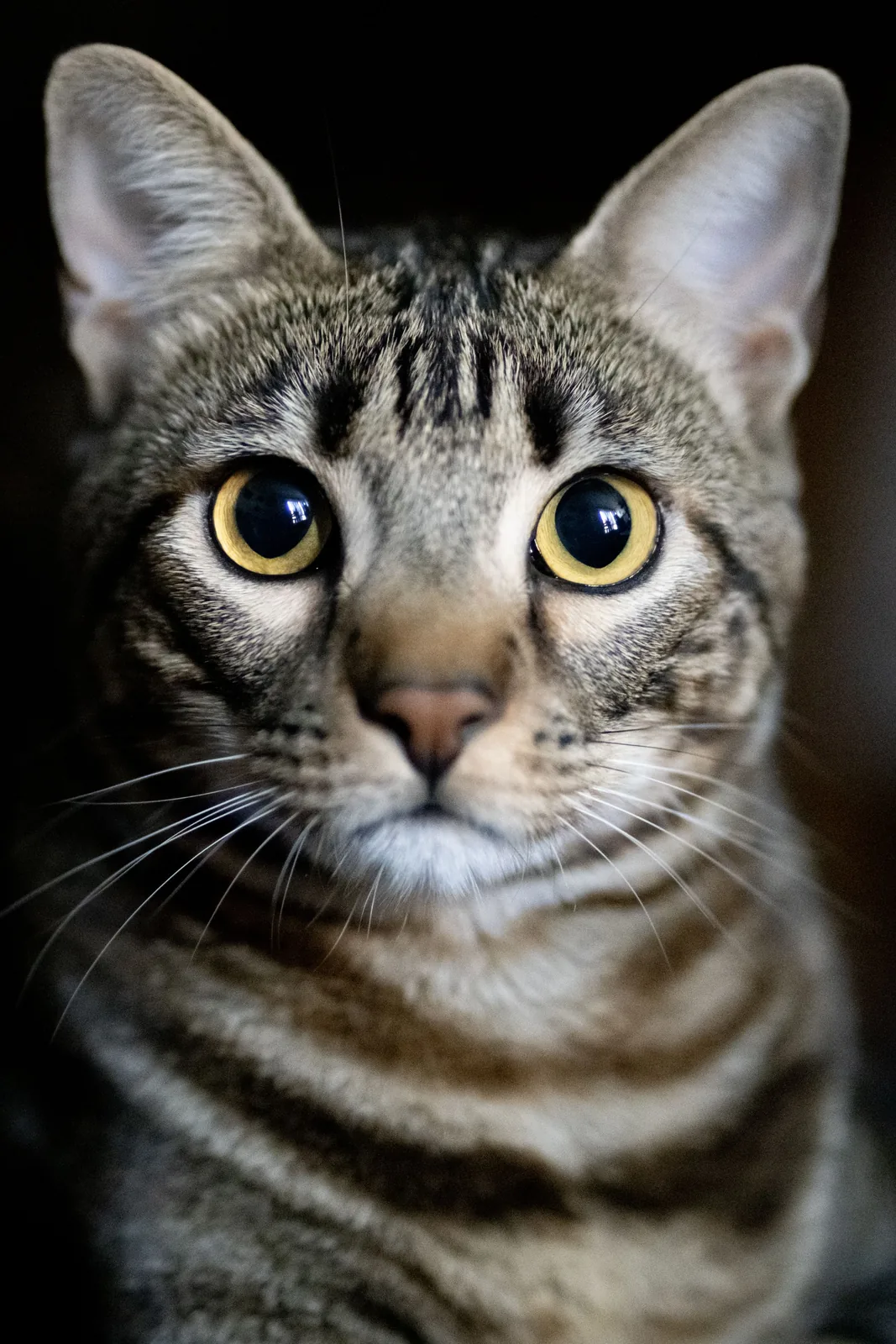 Extreme close-up of a tabby cat’s face with large yellow eyes, striped fur, whiskers, and a black background.