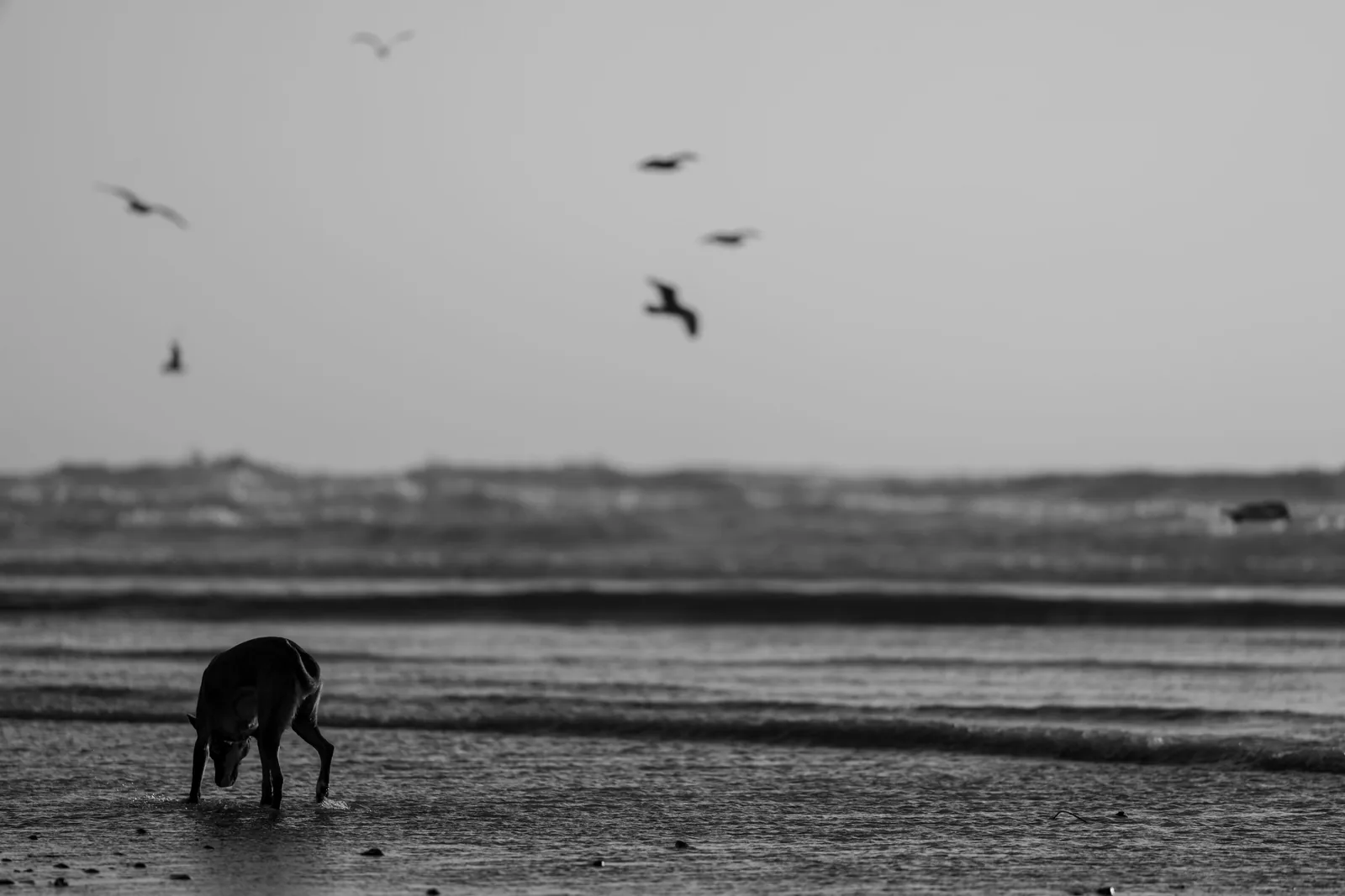 Dog lowers its head in shallow beach water while blurred birds fly above layered ocean waves.