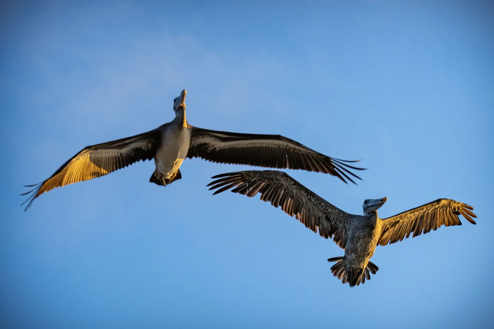 Two pelicans fly across a blue sky, one large in the foreground and another lower to the right.