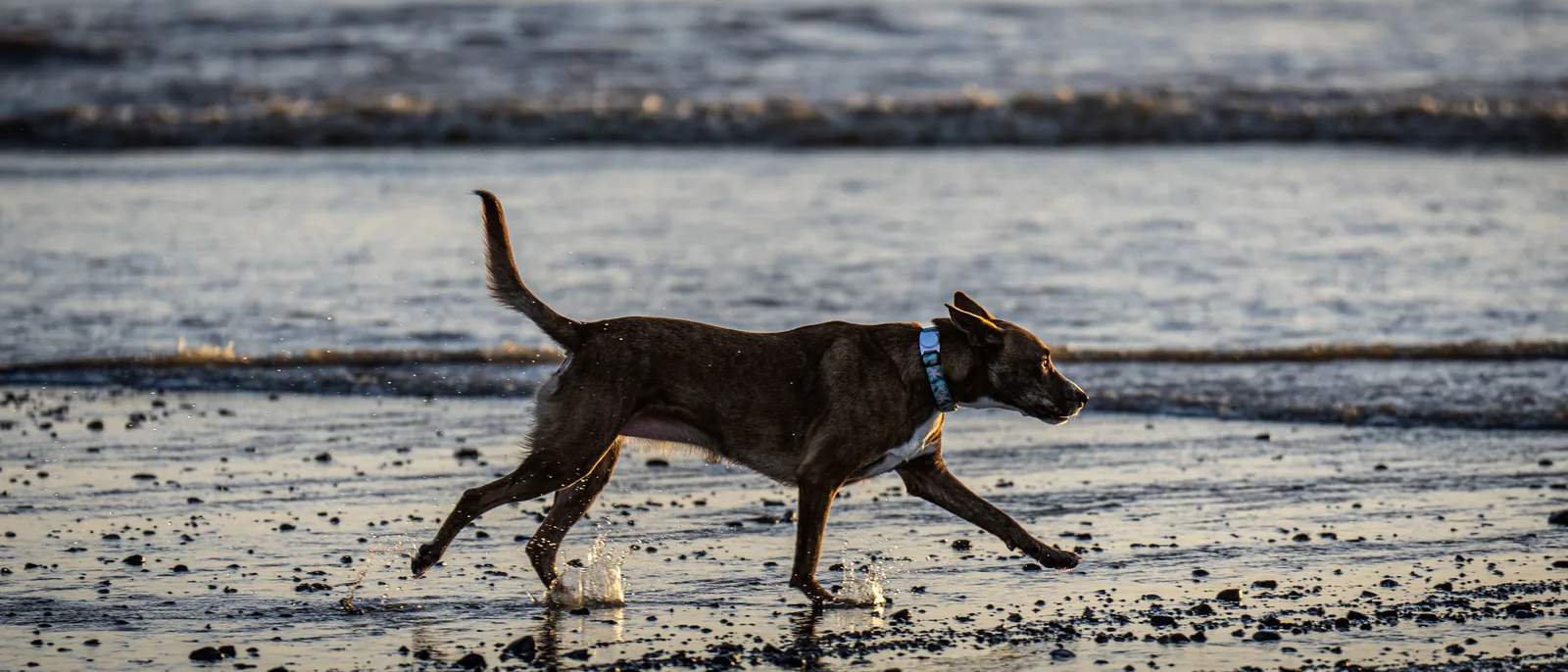 Dark brown dog with a small white chest patch and blue patterned collar trots through shallow beach water, splashing around its paws.