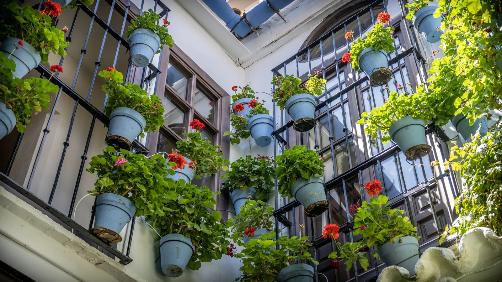 Blue hanging pots filled with green plants and red flowers cover black balcony railings around tall windows.