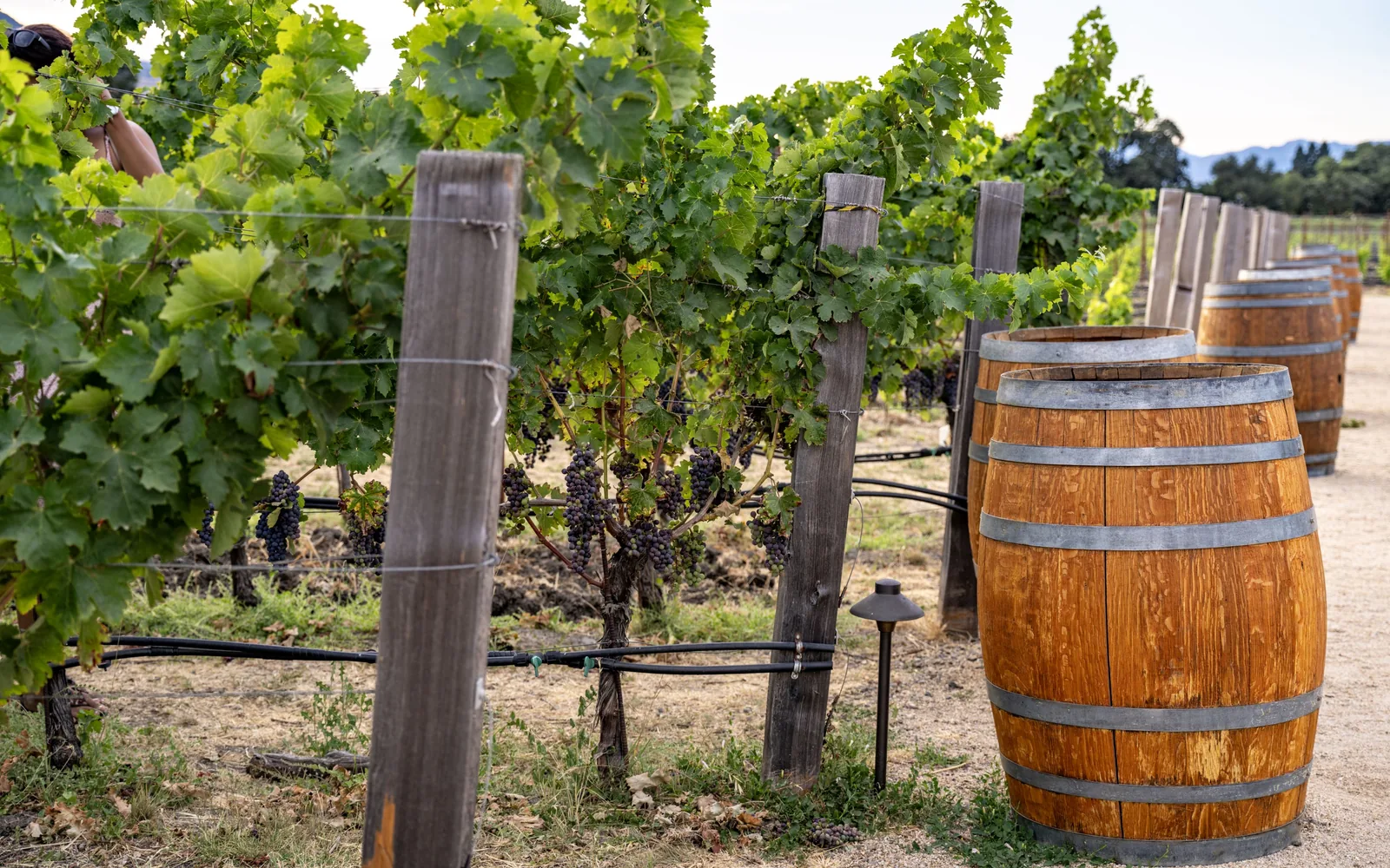 Rows of grapevines bearing dark clusters run beside wooden barrels, posts, irrigation lines, and distant hills.