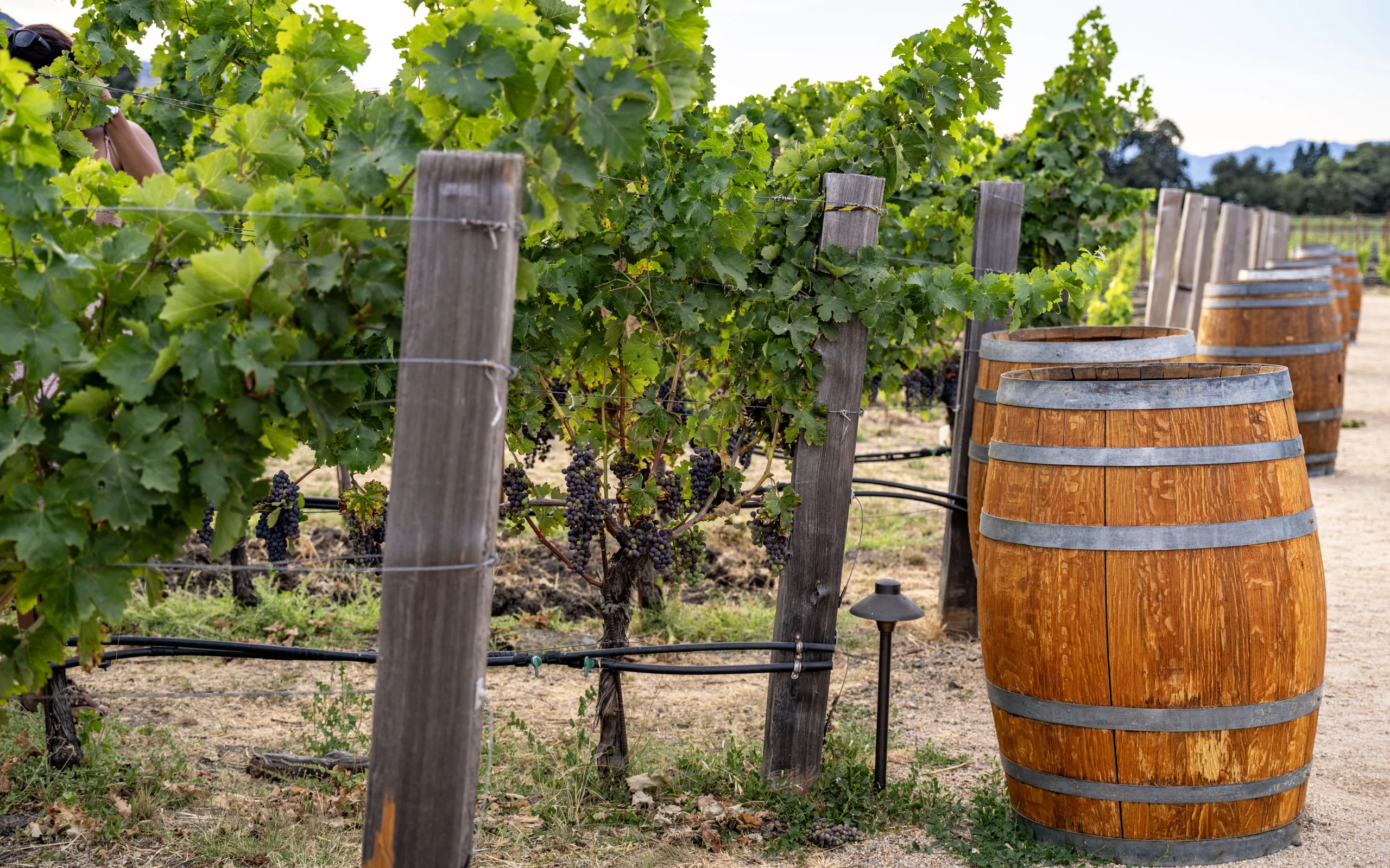 Rows of grapevines bearing dark clusters run beside wooden barrels, posts, irrigation lines, and distant hills.